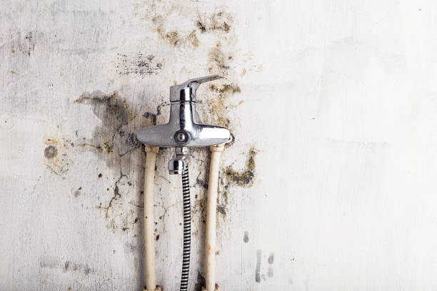 St Elmo, IL Mold Removal Company