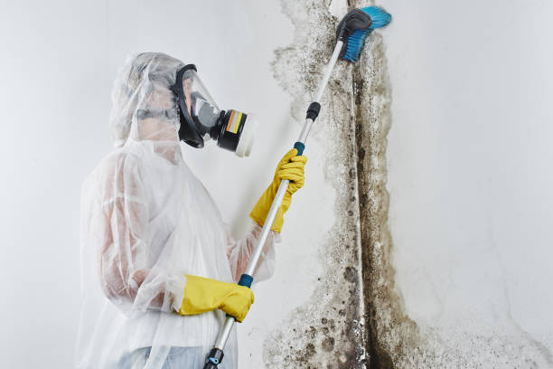 Best Mold Remediation  in St Elmo, IL