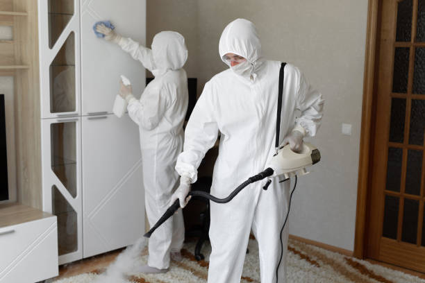 Best Commercial Mold Removal  in St Elmo, IL