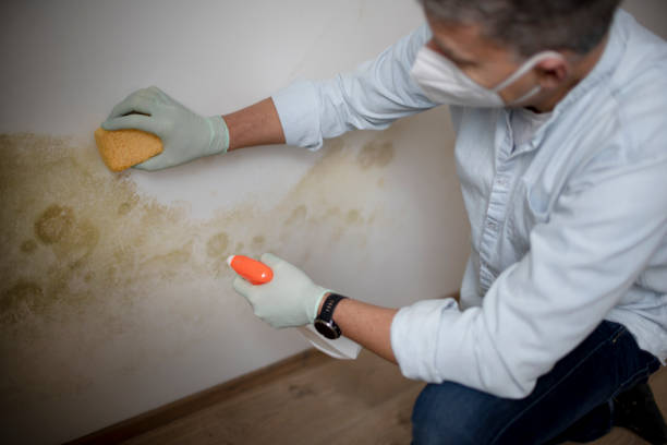 Best Black Mold Removal  in St Elmo, IL