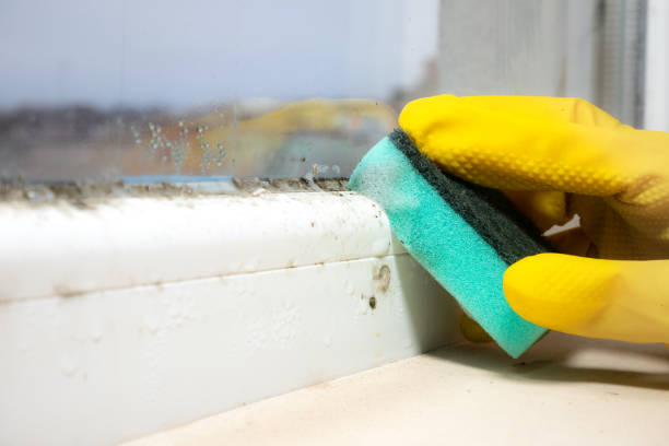 Attic Mold Removal in St Elmo, IL