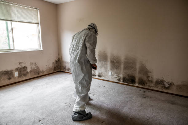 Crawl Space Mold Removal in St Elmo, IL