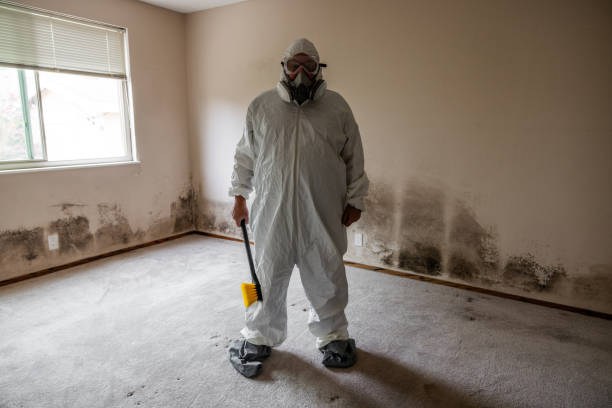 Mold Removal and Inspection in St Elmo, IL