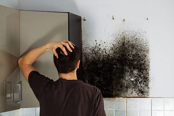 Best Best Mold Removal Companies  in St Elmo, IL