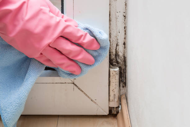 Best Emergency Mold Removal  in St Elmo, IL